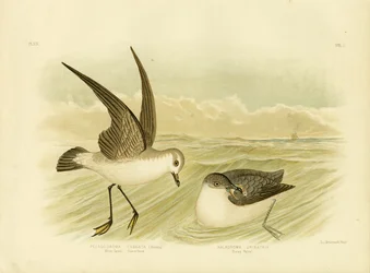 Petrel de Tormenta de Cara Blanca, 1891